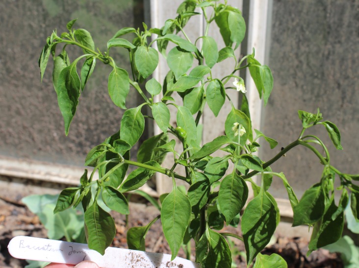 Die Chili-Sorte Jamy (Capsicum baccatum)